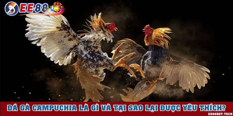 Tìm hiểu đá gà Campuchia là gì