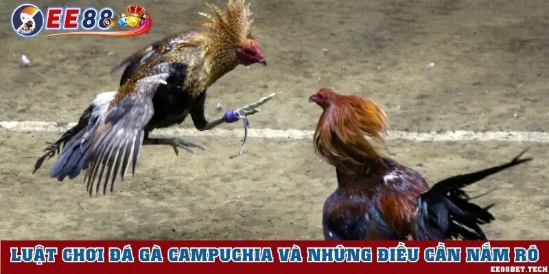 Nắm rõ luật chơi đá gà